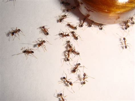 螞蟻大量出現徵兆 陽台迴風煞